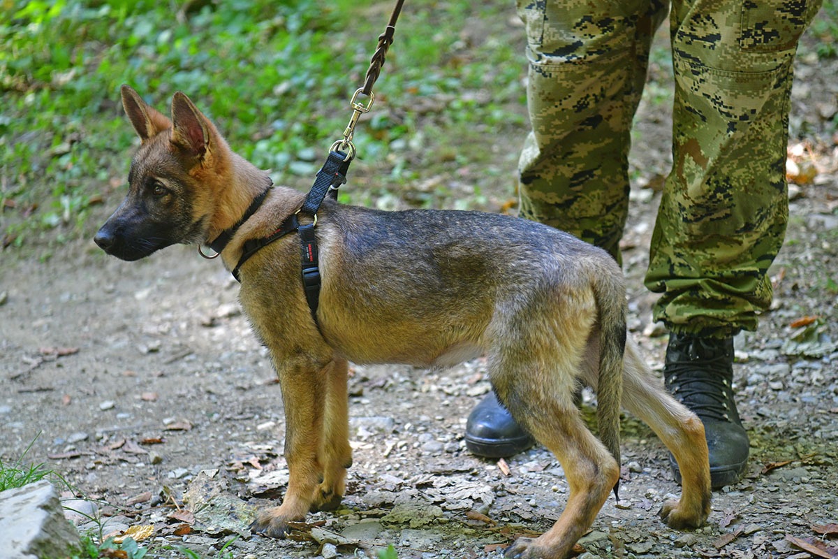 https://www.morh.hr/wp-content/gallery/hrvatska-vojska-sa-sluzbenim-psima-u-humanitarnoj-utrci-na-medvednici/pet_tracing_21092019_23.jpg