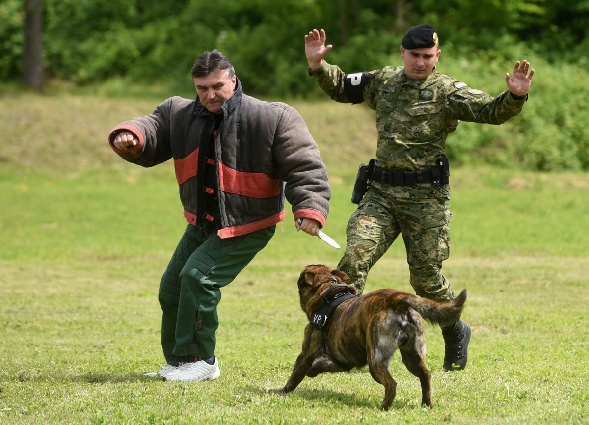 https://www.morh.hr/wp-content/gallery/obiljezena-25-godisnjica-satnije-za-obuku-vodica-i-sluzbenih-pasa/szop_11052017_12.jpg
