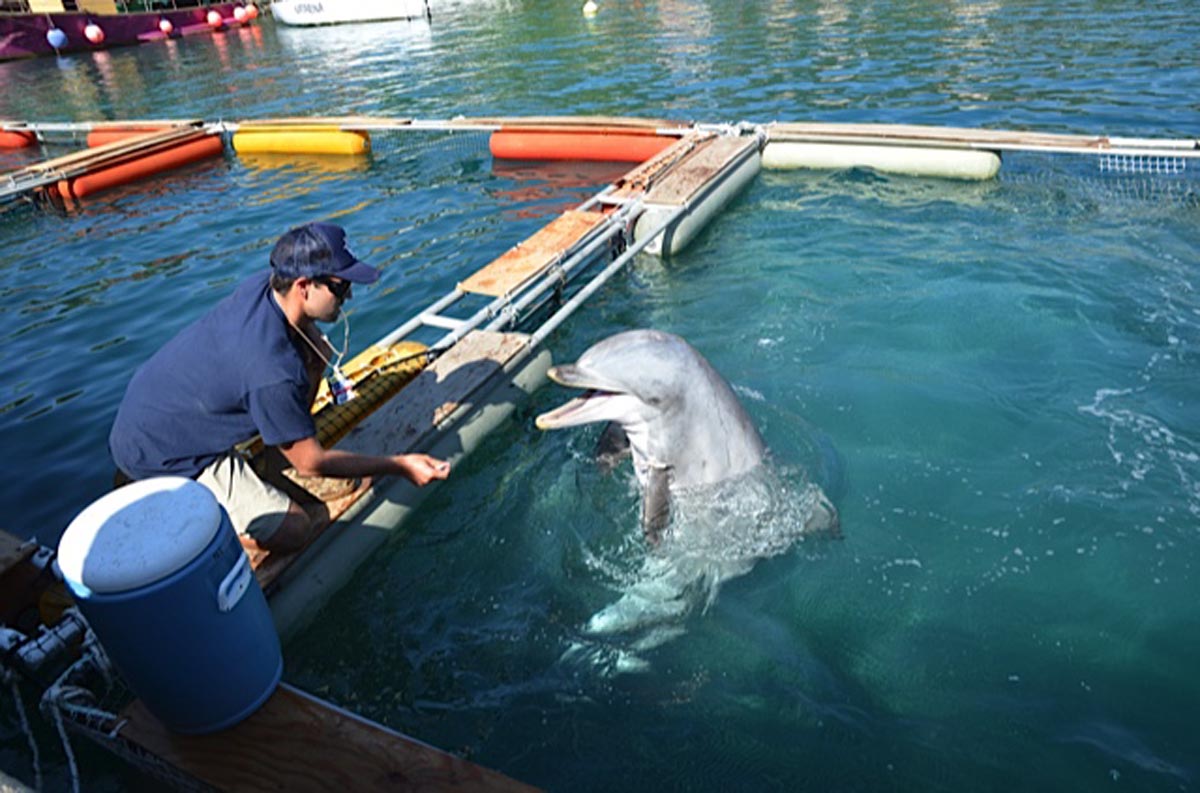 Slika https://www.morh.hr/wp-content/uploads/2017/10/dupini_25092013_v.jpg