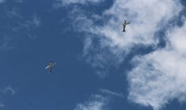 krila_03092016_1