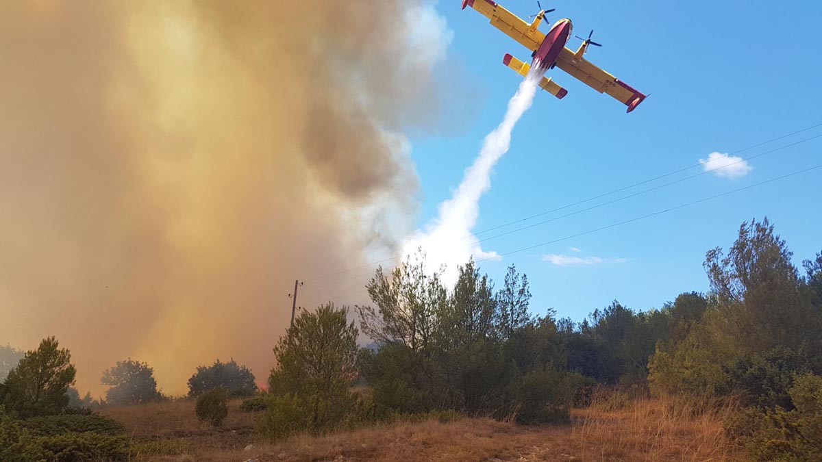 Slika https://www.morh.hr/wp-content/uploads/2017/10/lisane_16072017_v.jpg