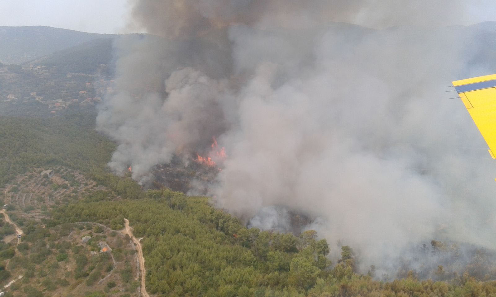 Slika https://www.morh.hr/wp-content/uploads/2017/10/smokvica_21072015-2_v-1.jpg