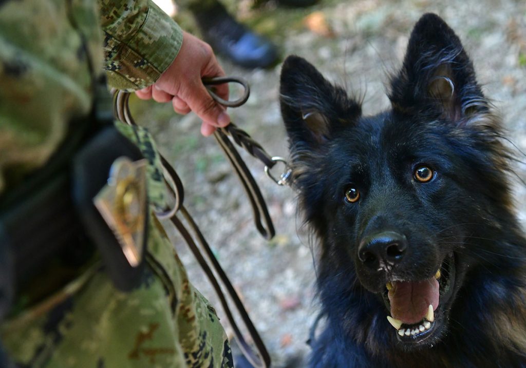 Slika https://www.morh.hr/wp-content/uploads/2019/09/pet_tracing_21092019_01-1024x717.jpg